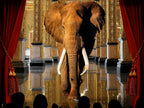 Elephant In The Room